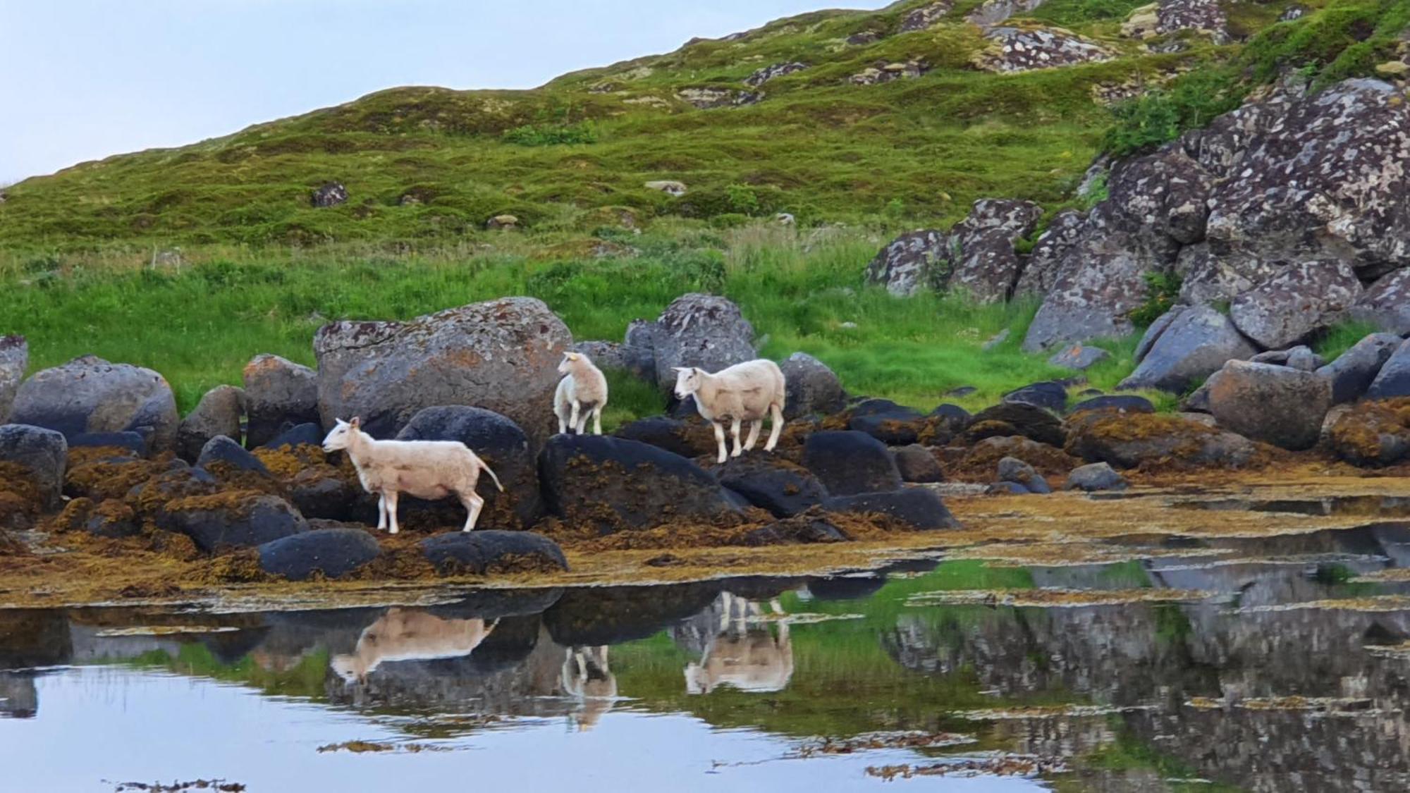 Lofoten Seaside بولستاد المظهر الخارجي الصورة